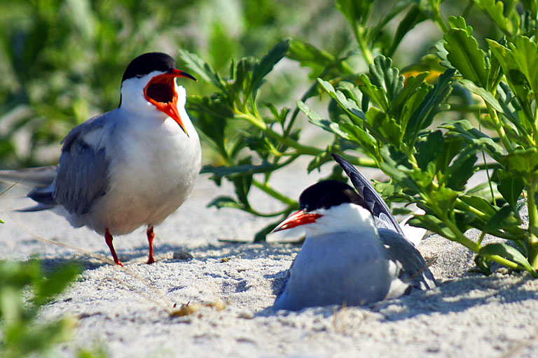 {20110716}birdsnickersonbeach0092copy2